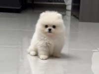 Pomeranian Boo Safkan