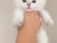 Safkan Bebek British Longhair Mavi Gözlü