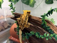 Crested gecko adult sub adult dişi erkek