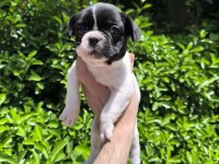 Çok Sevimli Ve Oyuncu French Bulldog Yavrularım