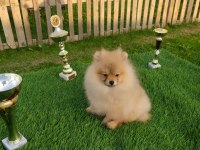 Pomeranian yavrularımız her ile gönderim sağlanır
