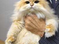 ÜST DÜZEY SAFKAN GOLDEN NY12 SUPER LONGHAİR ERKEK KEDİM