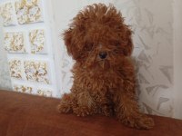 Teacup Dişi 5 Aylık Poodle