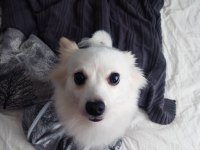 Pomeranian Spitz