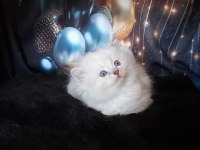 Okyanus ötesinden ragdoll