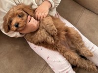 Maltipoo bebek