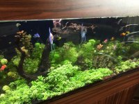 Canlı bitkili Full + Full akvaryumm