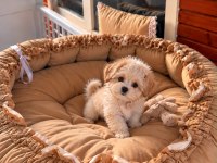 Üst Kalite Maltipoo Bebeklerimiz 