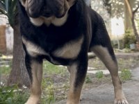 İZMİRDE BAŞKA BU RENKTE PUG YOK