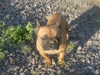 Fransız bulldog dişi