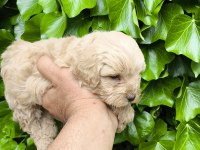 MALTİPOO CİNSİ YAVRULAR