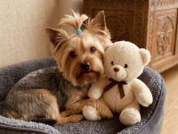 10 aylık erkek küçük boy büyümeyen köpeğimiz