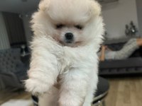 2,5 aylık dişi yavru pomeranian