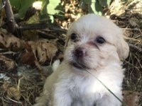 Terrier maltese- albino rus finosu melezleri