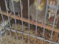Yavru alışmış damızlık cif sultan papağanı