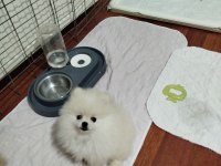 Orijinal Pomeranian Boo Yavruları
