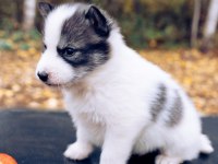 Anne Altından yeni sütten kesilmiş safkan huskyler