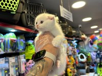SAĞLIK VE IRK GARANTİLİ PAMUK GİBİ BRİTİSH KEDİLER