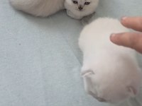 A KALİTE YAVRU KEDİLER