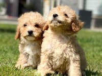 İpeksi Tüylü Neşe Küpü Maltipoo Yavruları