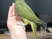 Nadir mutasyon haki renk bebek Pakistan papağanı