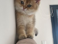 British shorthair dişi yavrumuz