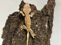 Yavru crested gecko