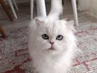 British longhair kedim yeni yuvasını arıyor