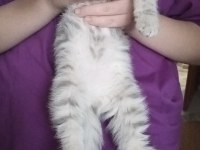 2 tane british shorthair