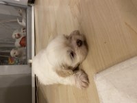 35 günlük shih tzu yavrular