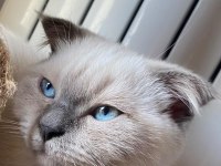 Scottish fold kızımıza acil yuva arayışındayız