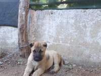 Kangal yavruları