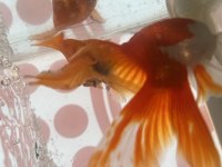 ORANDA JAPON BALIKLAR İRİ BOY