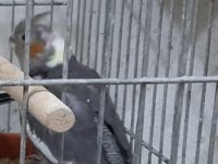 ISIRMA HUYLARI OLMAYAN BEBEK SULTAN PAPAĞANI YAVRULAR