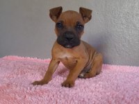 Erkek Boxer anne altından teslime hazır