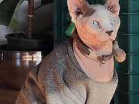 ÜCRETSİZ ERKEK SPHYNX KEDİSİ