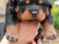 2 aylık Rottweiler yavrularım