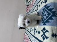 MALTESE TERRİER KÖPEĞİMİZ