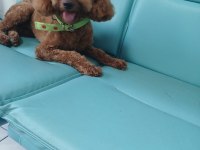 Sevimli son yavru poodle