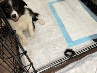 2 aylık safkan border collie yavrularım