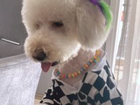 15 kg erkek kısır poodle büyük ork
