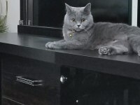 Scottish fold