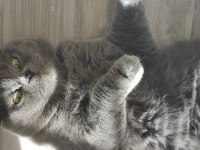 KEDİMİZ SOFYA YUVA ARIYOR
