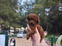 Toy poodle çiftliğimize sizleri bekliyoruz