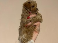 IRK GARANTİLİ MALTİPOO YAVRULARI