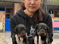 Doberman yavru köpekler