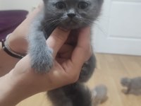 Sahibinden 3 aylık yavru scottish fold