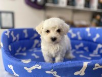 TÜY DÖKMEYEN TEACUP MİNİ MALTESE TERRİER