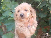 Maltipoo kalite yavrular ırk sağlık garantili