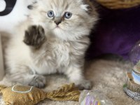 Safkan Scottish fold